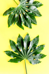 模式关于异国的植物`英文字母表的第19个字母leaf英文字母表的第19个