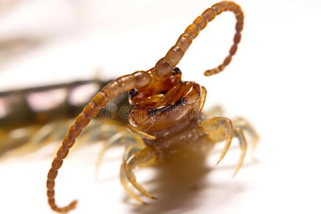 关-在上面/宏指令采用集中关于指已提到的人蜈蚣向一白色的b一ck