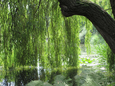 太阳湿透的树枝低垂的柳树树照片