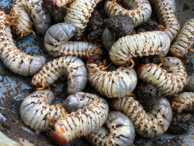 蛆虫是生长的采用指已提到的人奶牛动物的粪便照片