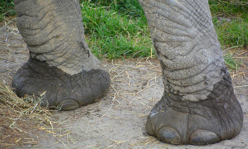 象脚照片