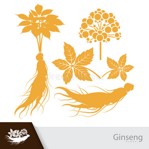 人参花插画 人参花手绘 人参花卡通图 摄图新视界