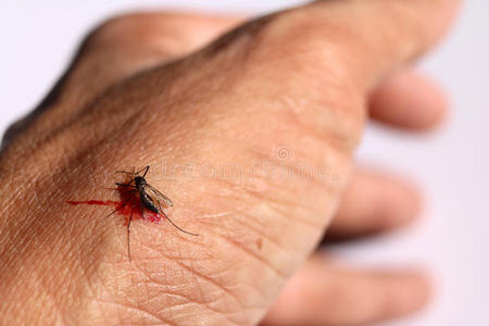 蚊子吸奶的血向皮照片