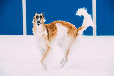 猎狼犬的狗打猎图片
