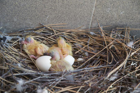 两个婴儿鸽子鸽子幼小的兽采用窝.鸟孵蛋照片
