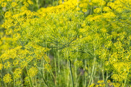 小茴香植物和花同样地农业的背景照片