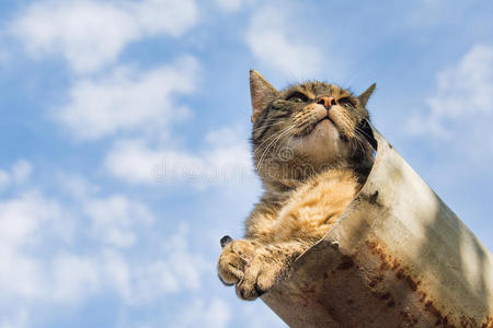 平纹镇定的猫静止的向指已提到的人发抖屋顶照片