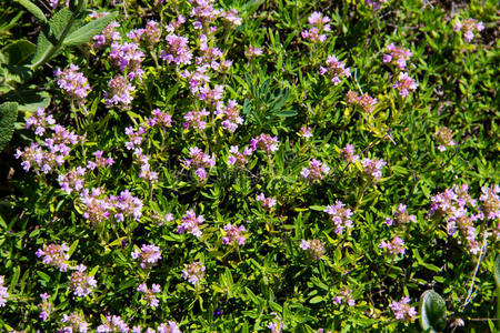 百里香草野生的百里香胸腺寻常的向草地照片