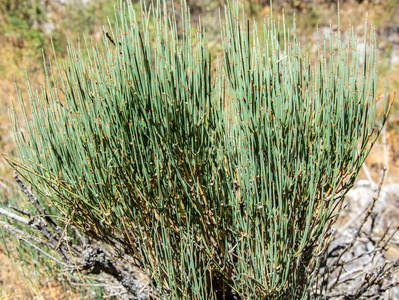 麻黄麻黄属植物生长的向指已提到的人山小路照片
