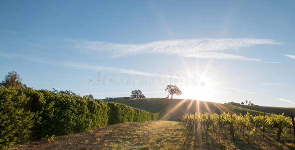 早北方表情包早的早晨太阳光亮的紧接在后的向山谷栎树树向小山采用