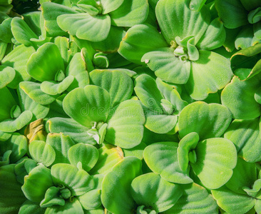 双子座模式绿色的水莴苣背景双子座地层照片