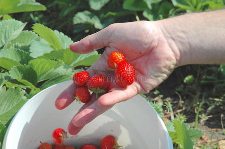几个新鲜的草莓图片