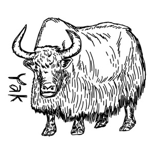 牦牛艺术图片