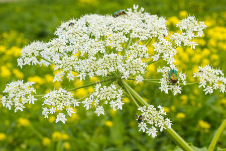特写镜头关于独活属植物花照片