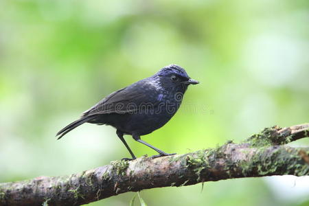 发光的吹笛画眉鸟照片