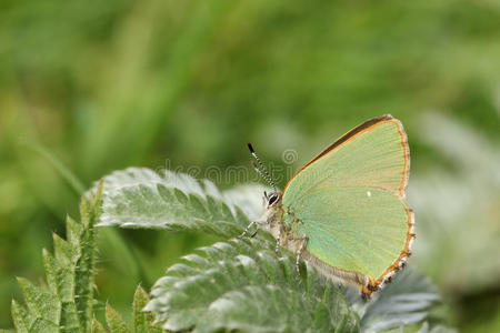 一令人晕倒的绿色的翅上有细纹的蝶蝴蝶卡拉弗瑞鲁比栖息向绿色的翅膀