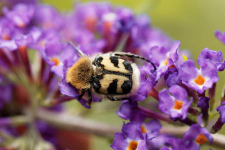 甲虫类植物图片
