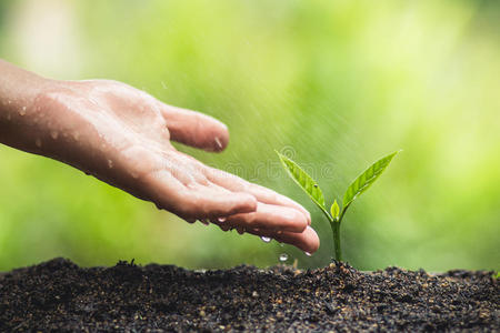 刚出芽的幼苗图片