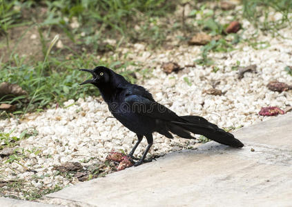 紫尾空气精灵图片