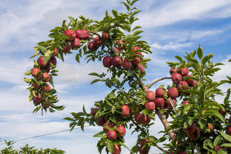 苹果树果园图片图片-苹果树果园图片素材-苹果树果园图片插画-摄图新