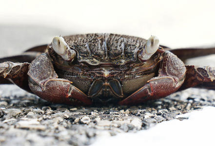 横斜一关-在上面热带的鬼蟹照片