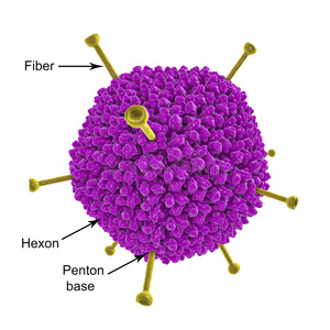 分子的模型关于腺病毒照片