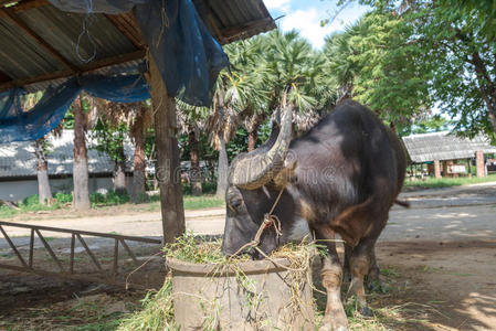 摩拉水牛在农场图片
