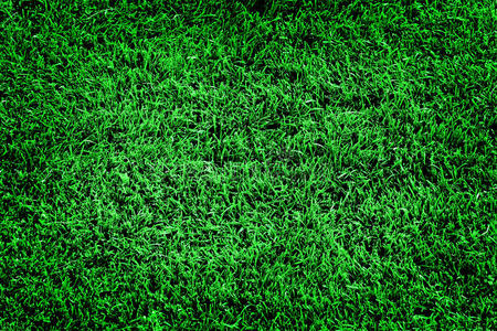 葱翠的绿色的草草地软的天鹅绒般柔软的照片