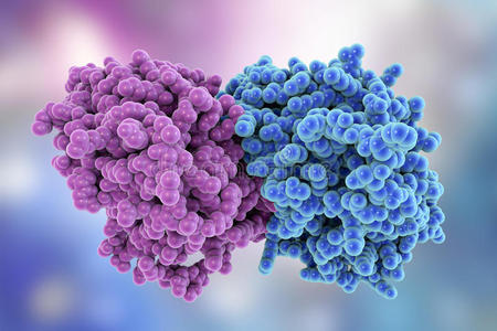 微管蛋白,一成分关于微管照片