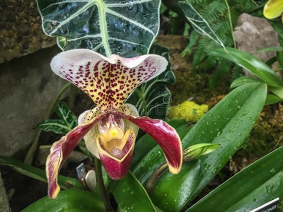 岩生植物女士拖鞋兰花照片