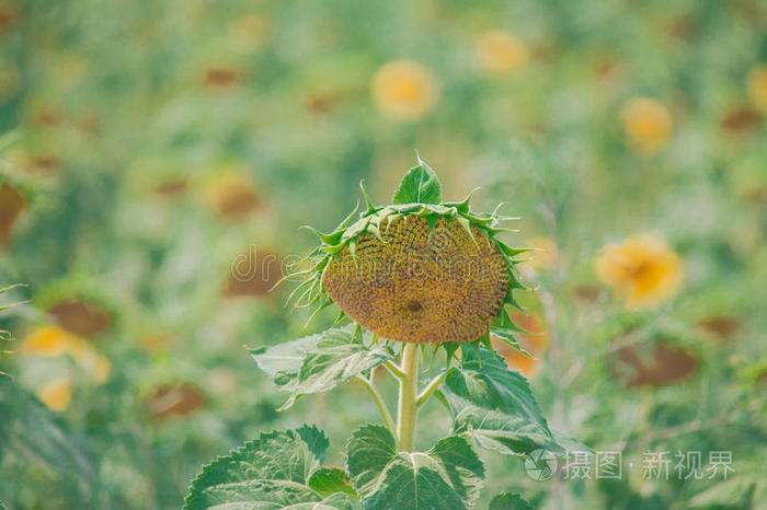 凋谢向日葵植物