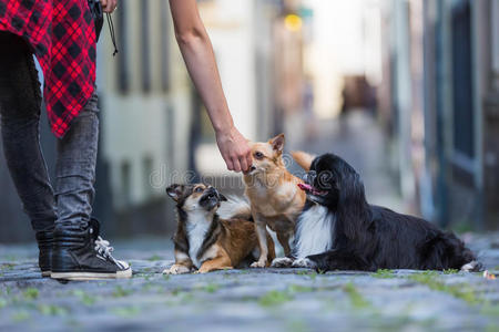 狗儿喘气声很大图片-狗儿喘气声很大素材-狗儿喘气