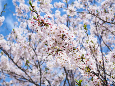 樱花樱桃花图片
