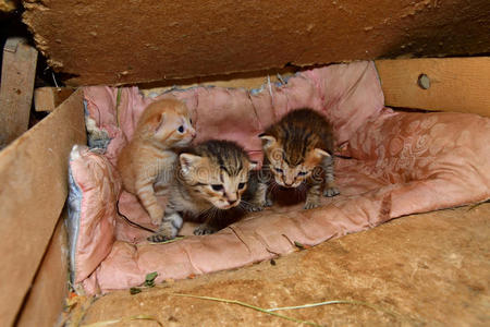 猫妈妈和小的小猫吸奶的奶照片