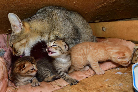 猫妈妈和小的小猫吸奶的奶照片
