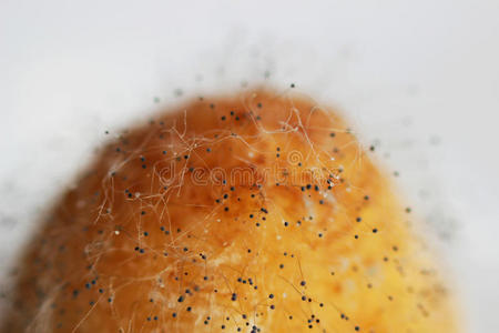 生长关于蘑菇曲霉病曲霉菌黄的向一腐烂的照片