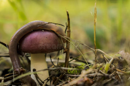 蘑菇黄褐色的照片