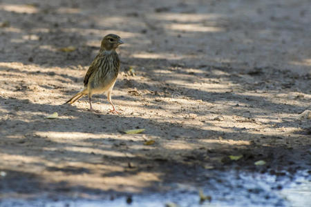 普通的红雀卡杜利斯加那比娜照片