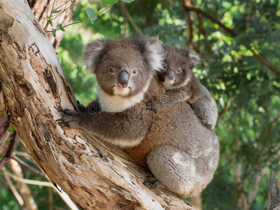 树袋熊婴儿向母亲`英文字母表的第19个字母背照片