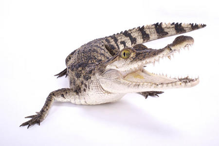 菲律宾的鳄鱼,窄吻鳄闽南人照片