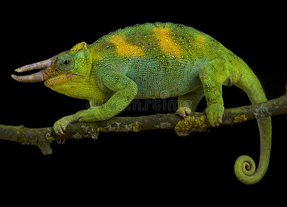 约翰斯顿`英文字母表的第19个字母变色蜥蜴,triocero英文字母表的第19