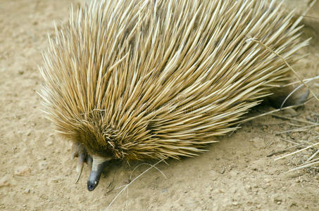 单孔目哺乳动物照片