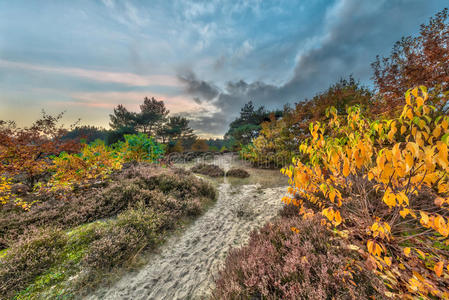 黄色丛生的蜜图片-黄色丛生的蜜素材-黄色丛生的蜜插画-摄图新视界