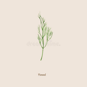 手绘水彩海报和茴香照片