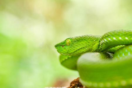 蛇,绿色的树蝰蛇卡梅伦高地的井蝰蛇竹叶青属照片
