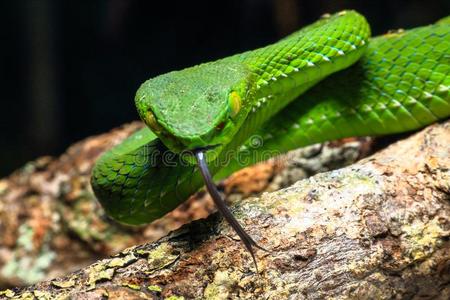 属蛇蛇,绿色的树蝰蛇卡梅伦高地的井蝰蛇竹叶青属照片