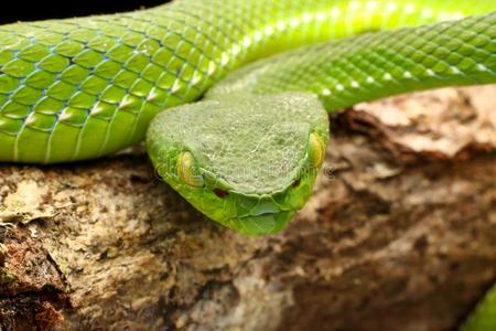 蛇,绿色的树蝰蛇卡梅伦高地的井蝰蛇竹叶青属照片