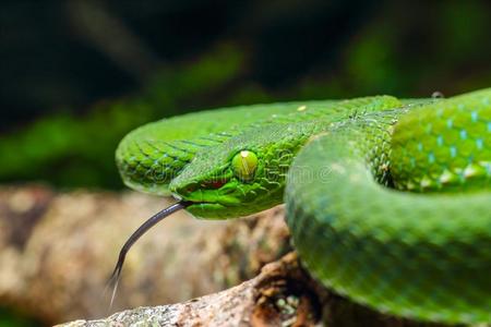 蛇,绿色的树蝰蛇卡梅伦高地的井蝰蛇竹叶青属照片