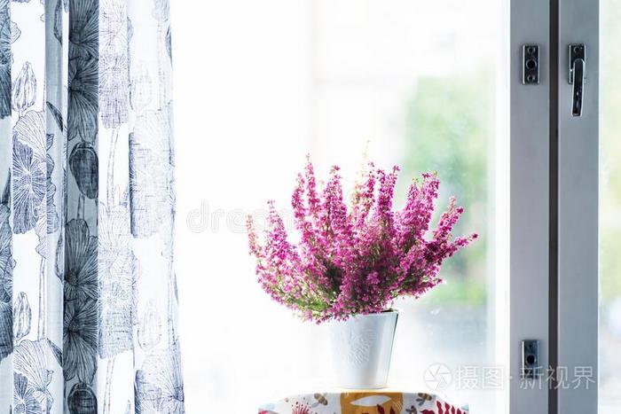 石南科灌木股薄肌 冬石南属植物采用满的花照片 正版商用图片3e90rv 摄图新视界