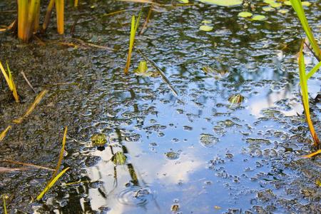 春季沼泽午后图片